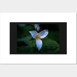 Trillium flower in a dark forest Posters and Art